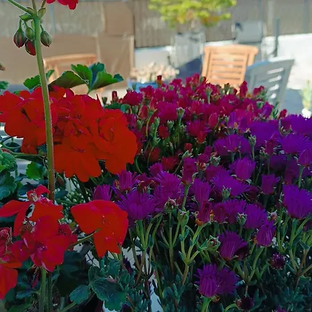 Lyra's House Case de vacanță *